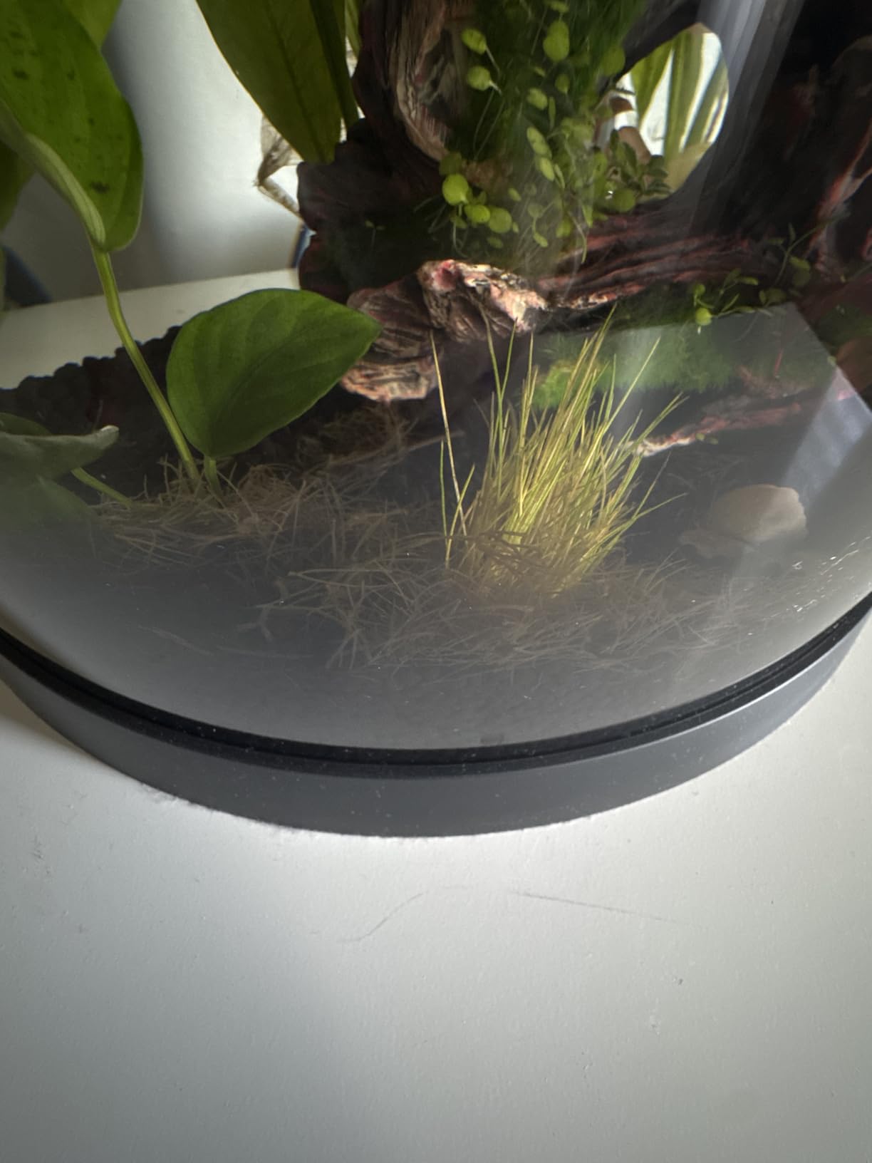 3 Hornwort Bunch Plants for Ponds or Aquariums customer photo 2