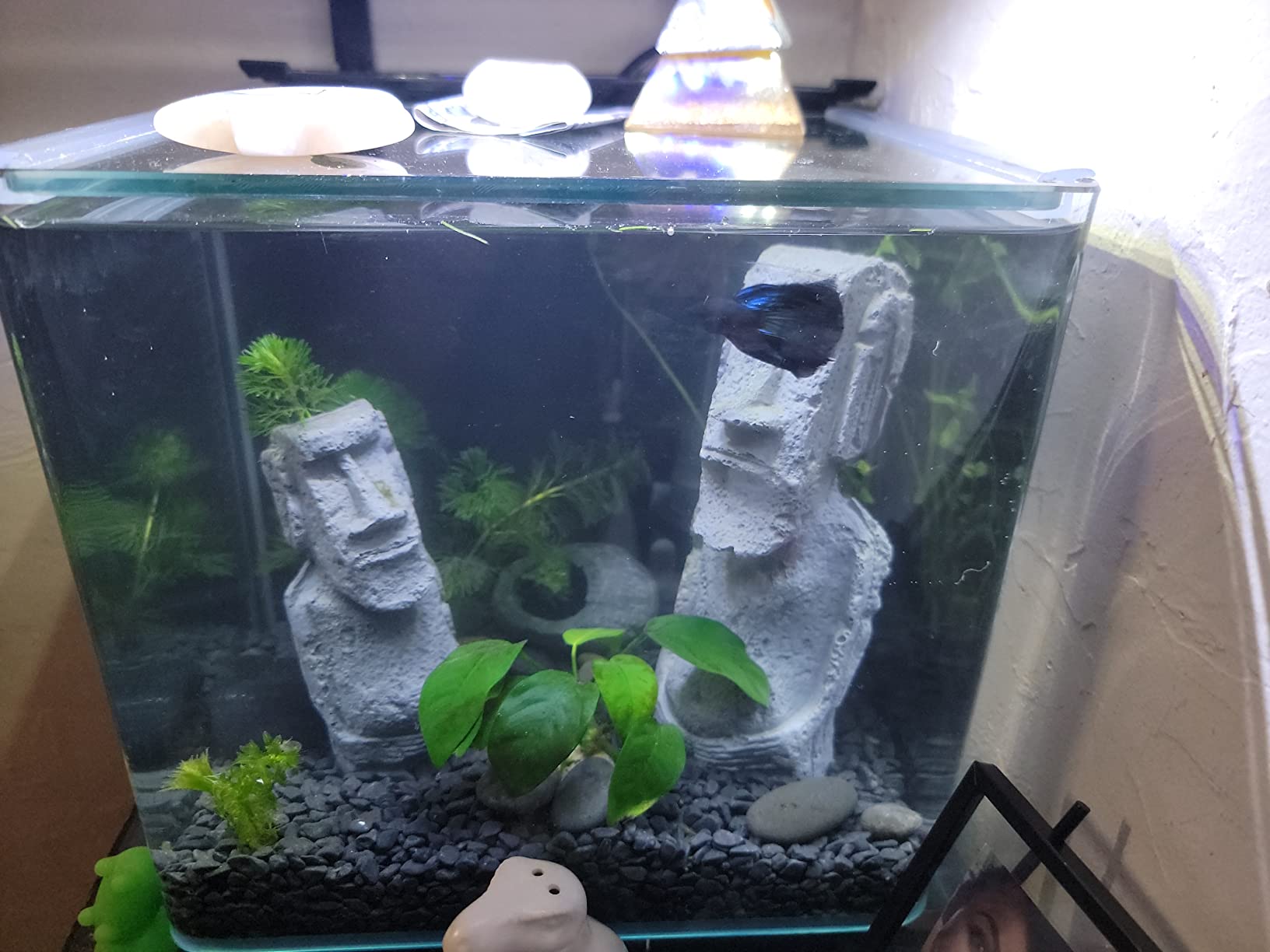 Green Cabomba Live Aquarium Plant Freshwater - Buy 2 Get 1 customer photo 1