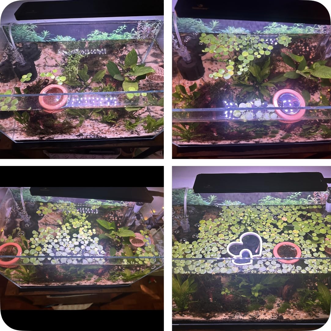 20+ Leaves Amazon Frogbit (+Free Bonus Plant) Live Floating Plant for Aquarium (Limnobium Laevigatum) by Aquarigram customer photo 1