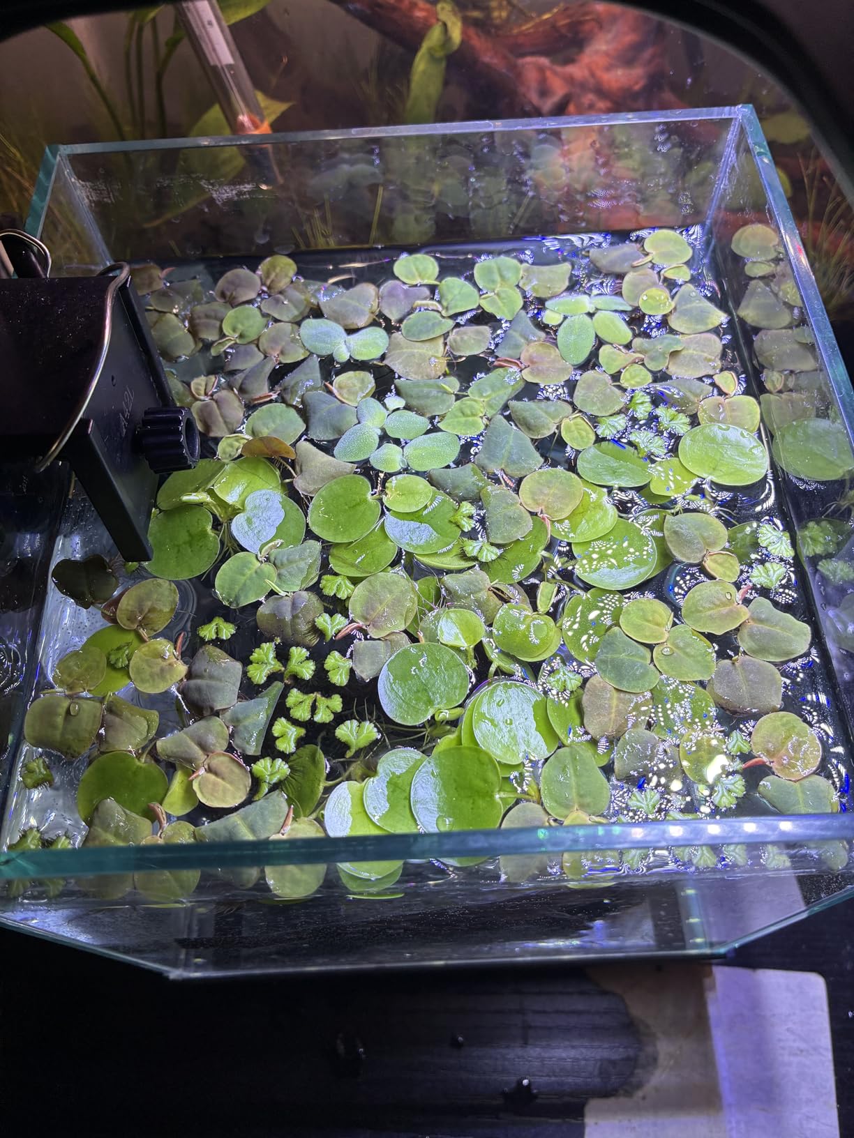 20+ Leaves Amazon Frogbit (+Free Bonus Plant) Live Floating Plant for Aquarium (Limnobium Laevigatum) customer photo 2