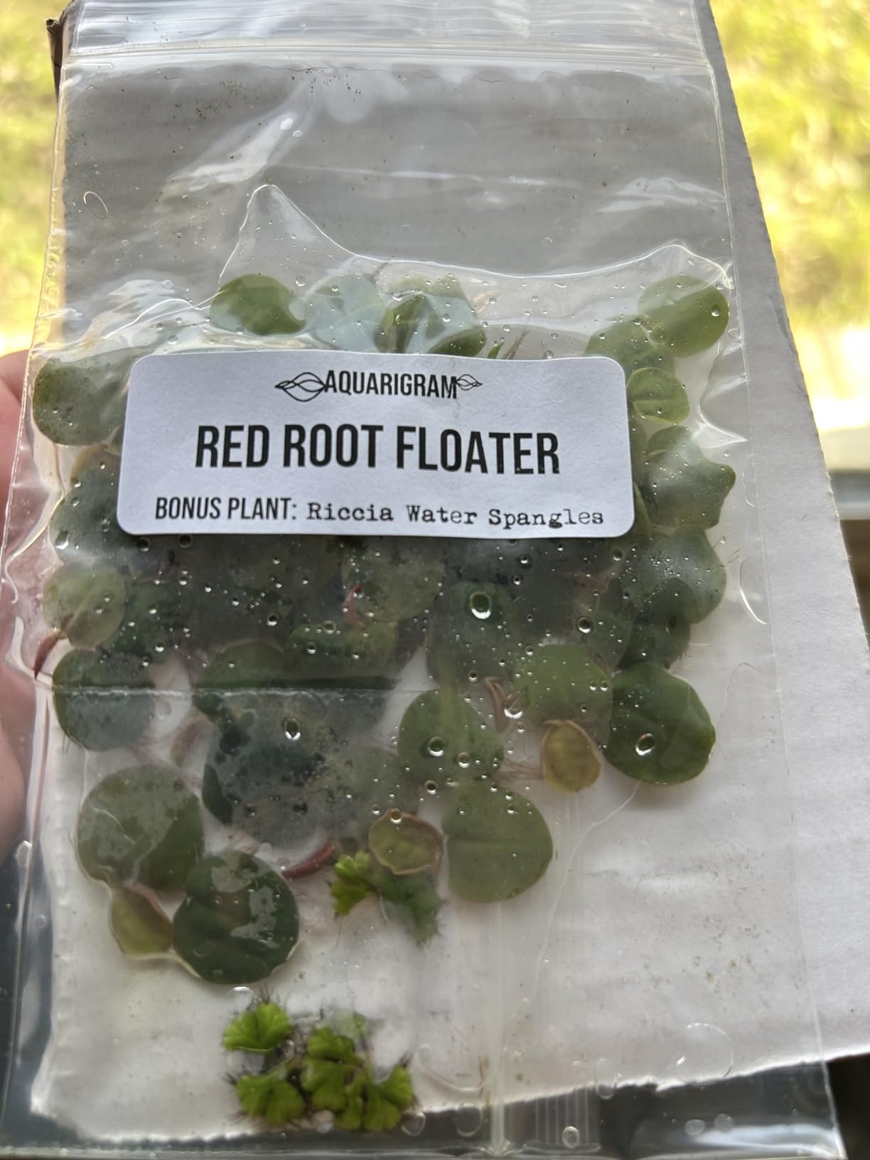 Aquarigram 40+ Leaves Red Root Floaters Live Floating Plants for Aquarium (Phyllanthus Fluitans) customer photo 1