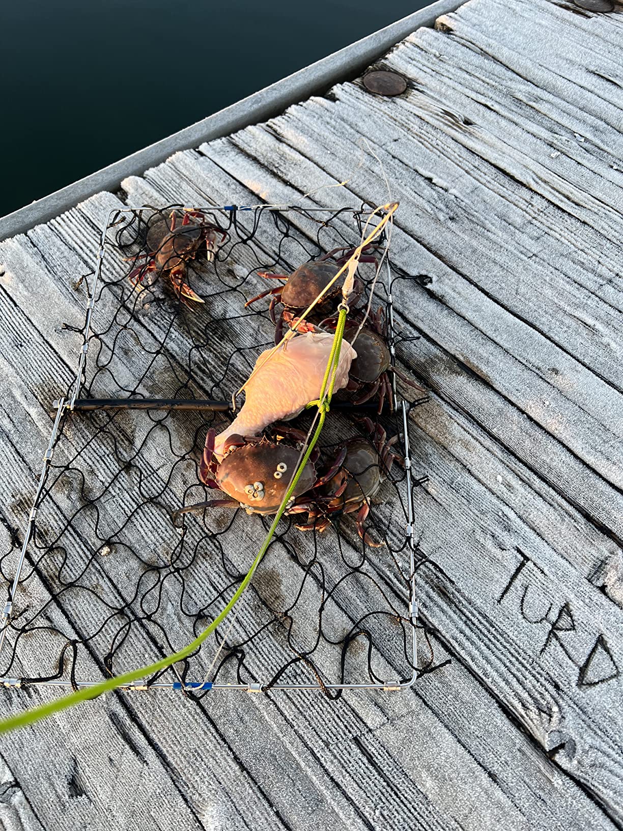 AirFly Foldable Crabjaw Trap with Bait Clip - Redesigned Rectangle Castable Crab Hawk Pot/Ring for Dungeness and Blue Crabs in FL, OR, WA, TX, and CA, Designed in San Francisco, USA customer photo 2