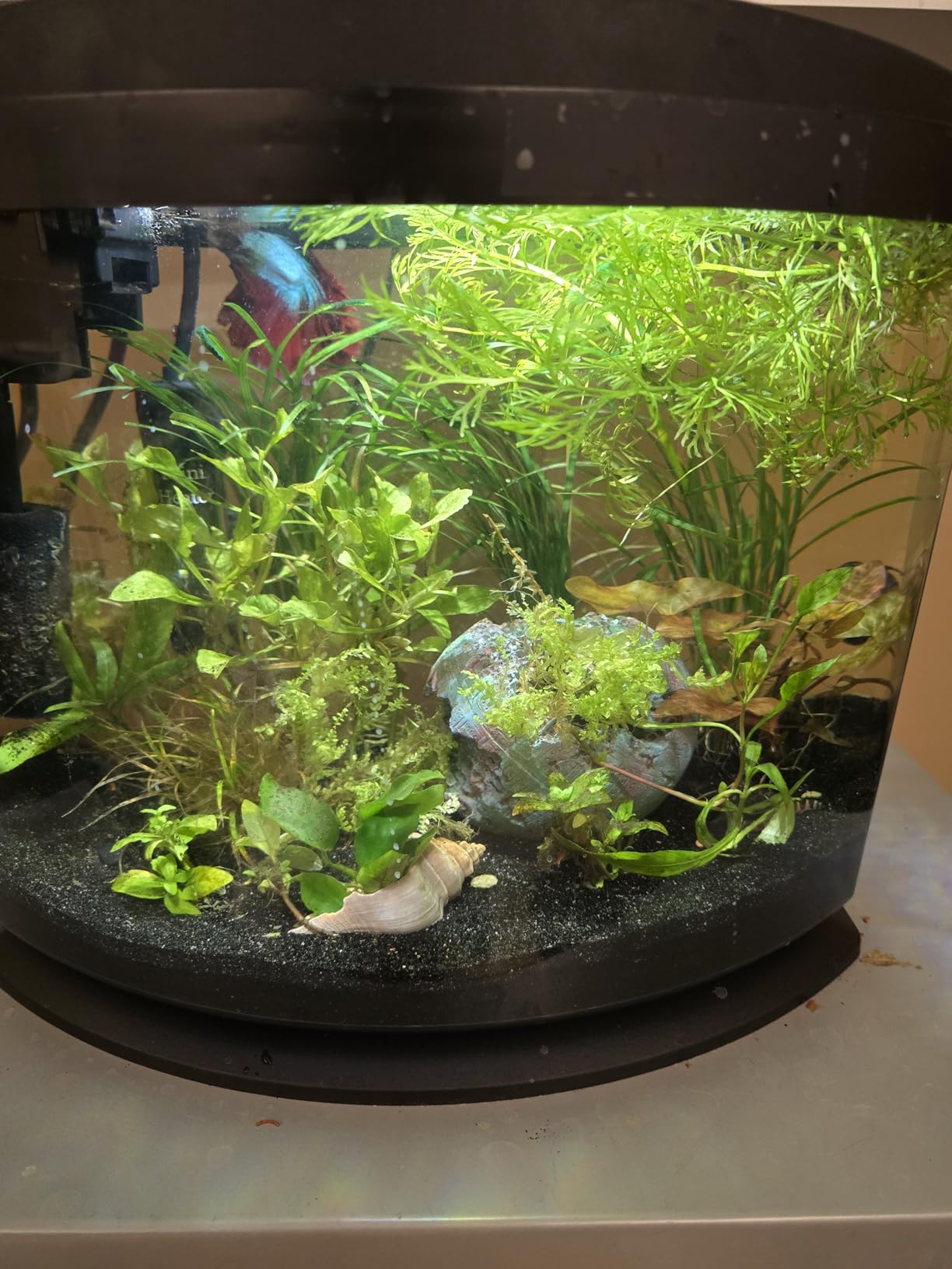 Aqueon LED MiniBow Small Aquarium Fish Tank Kit with SmartClean Technology, 5 Gallon customer photo 2