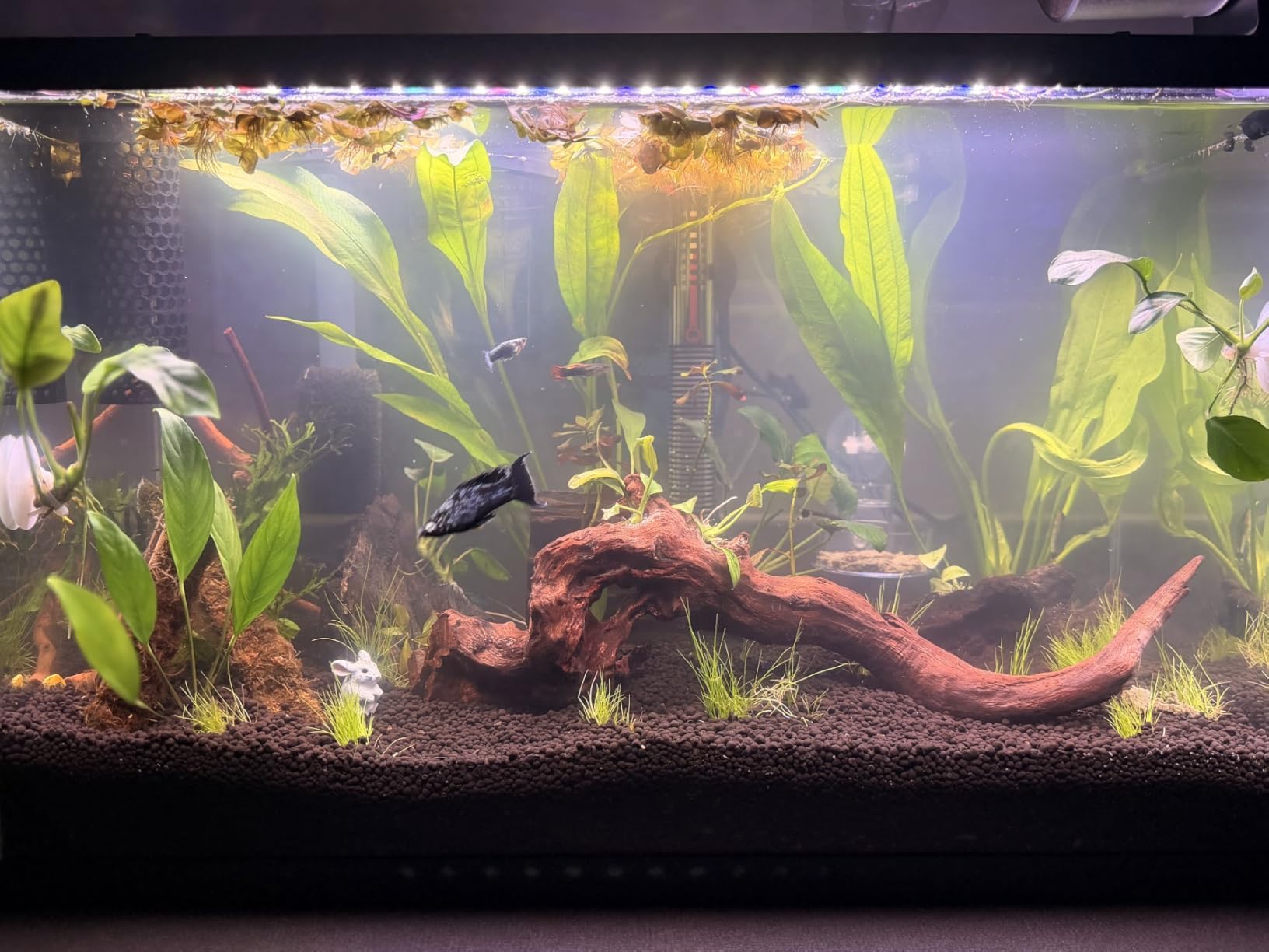 hygger 26W 24/7 Lighting Aquarium LED Light, Sunrise-Daylight-Moonlight Mode and DIY Mode, Adjustable Timer Adjustable Brightness Fish Tank Light with Extendable Bracket 7 Colors for Planted Tank customer photo 1