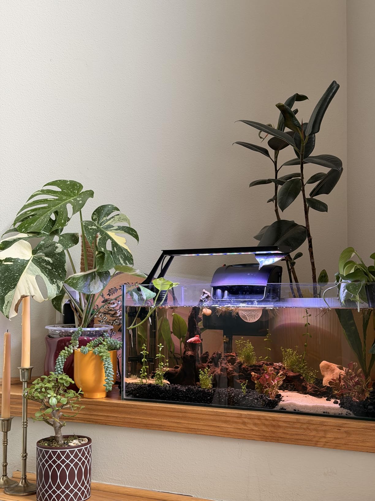 majoywoo Natural Large Coral Driftwood for Aquarium Decor Reptile Decor, Assorted Driftwood Branch 9-14