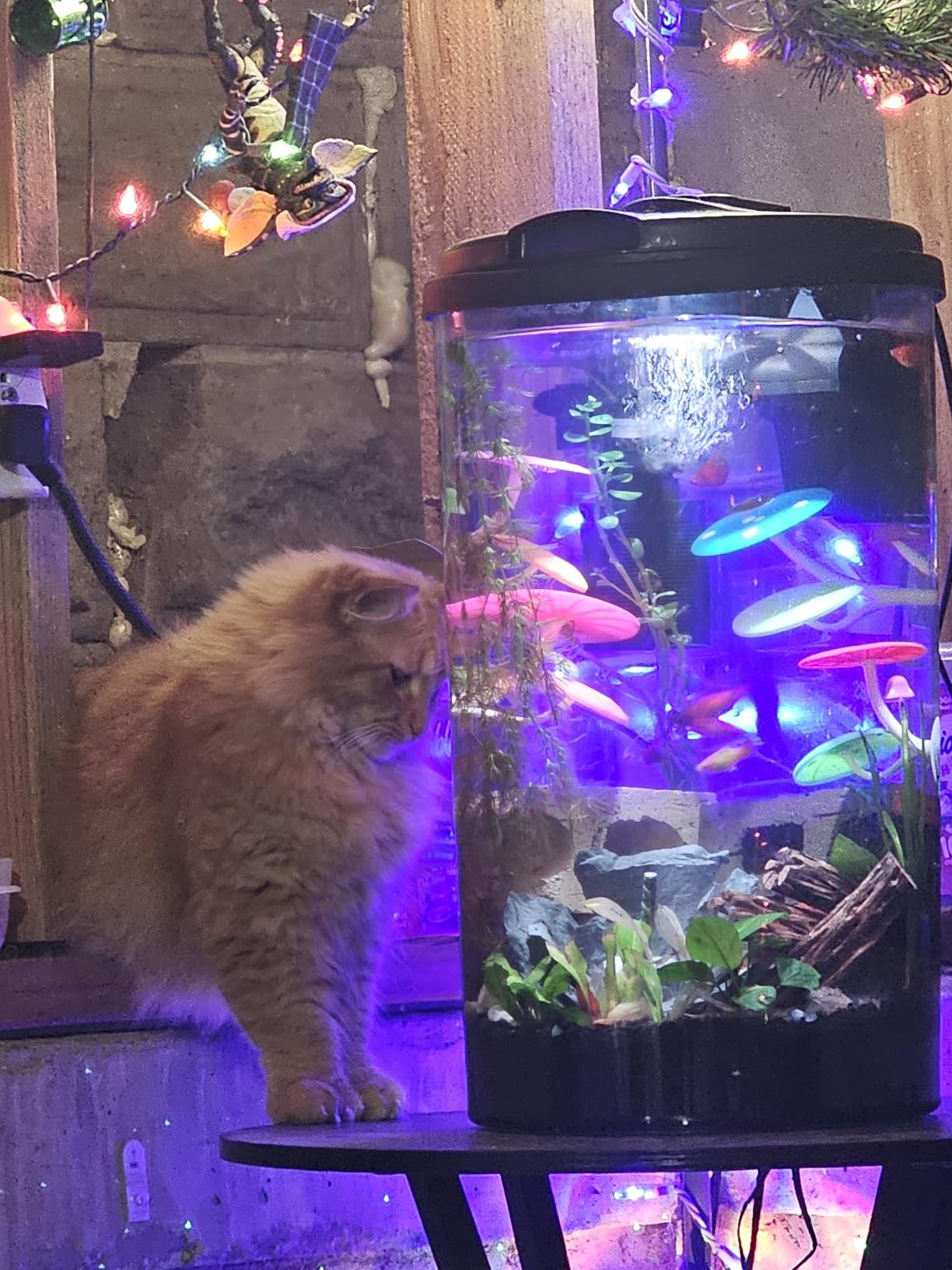 Koller Products Plastic 6-Gallon AquaView 360 Aquarium Kit for Tropical Fish, Betta Fish with LED Lighting and Power Filter customer photo 1