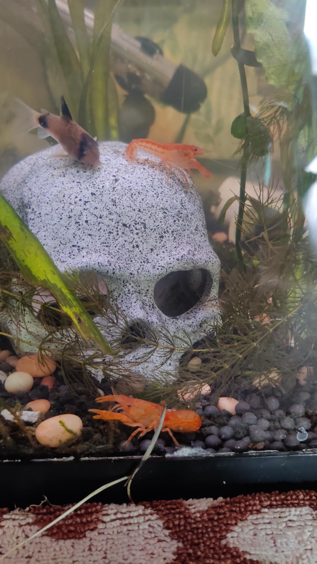 JIH Aquarium Decorations Rock, Ceramic Shelters - Shrimp Habitat, Breeding Tube, Hiding cave customer photo 1