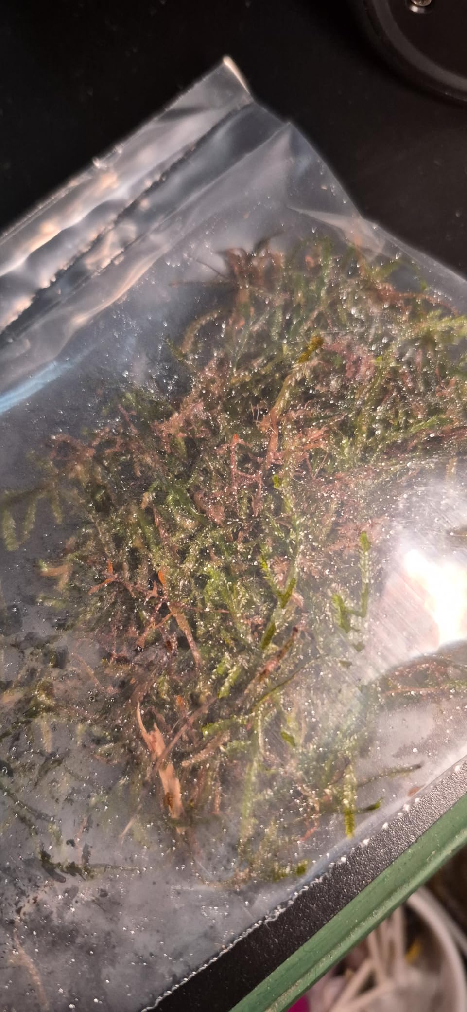 Java Moss Taxiphyllum Barbieri Easy Live Aquarium Plant customer photo 2
