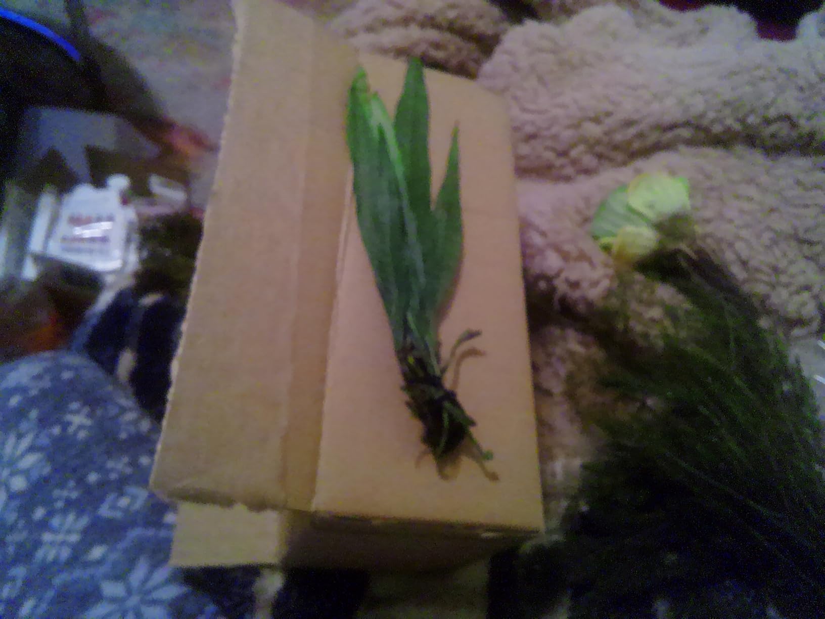 Java Fern Microsorum Pteropus Easy Low Light Live Aquarium Plant - Buy 2 Get 1 customer photo 1
