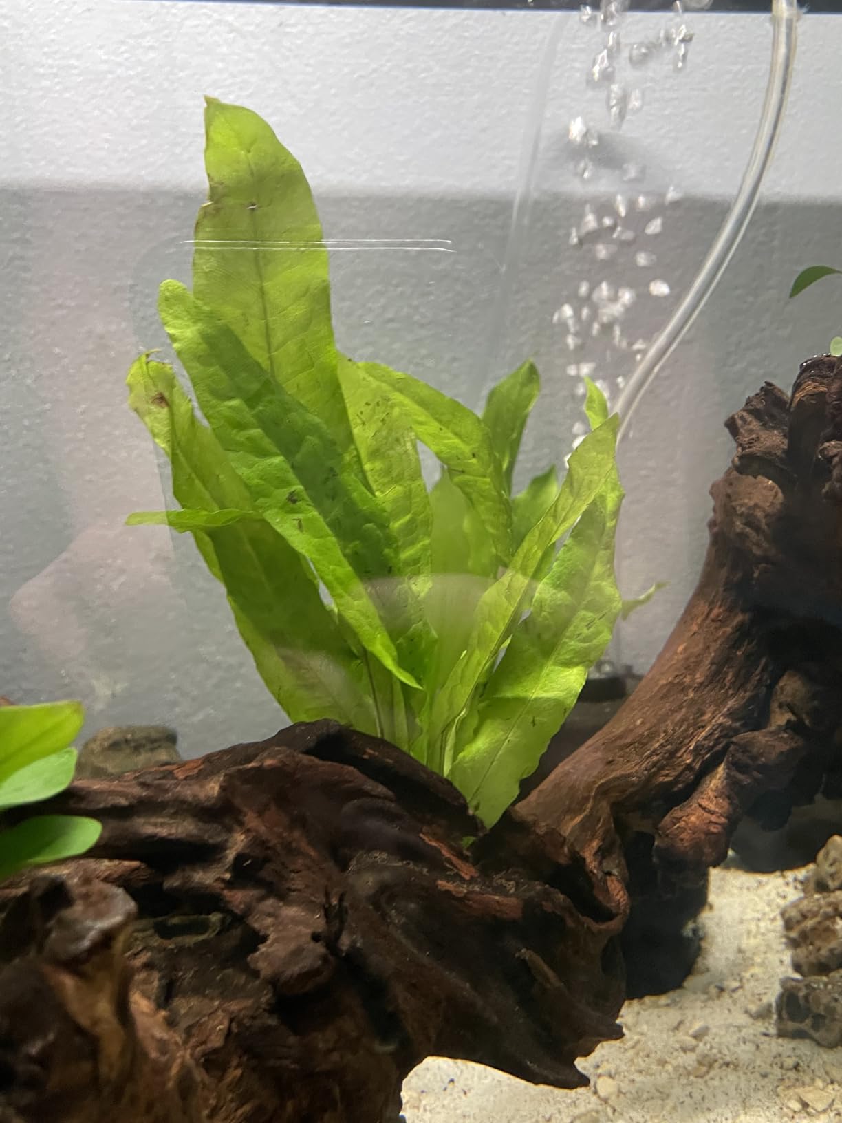 Java Fern Microsorum Pteropus Easy Low Light Live Aquarium Plant - Buy 2 Get 1 customer photo 2