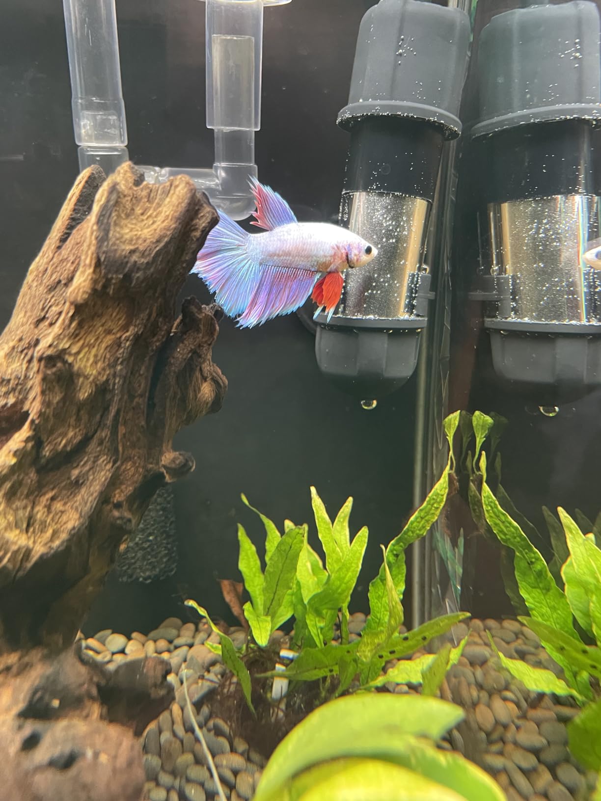 hygger Small Aquarium Betta Heater 10W/25W/50W/100W customer photo 2