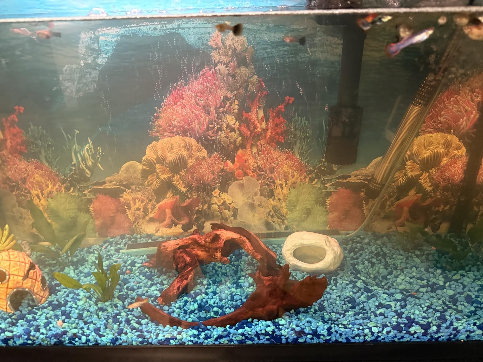 Jorewood Natural Aquarium Driftwood for Fish Tanks & Reptile Terrariums - Safe Fish Tank Decorations, Unique Twisted Branches 2-Piece 10-14 Inch Low Tannin customer photo 2