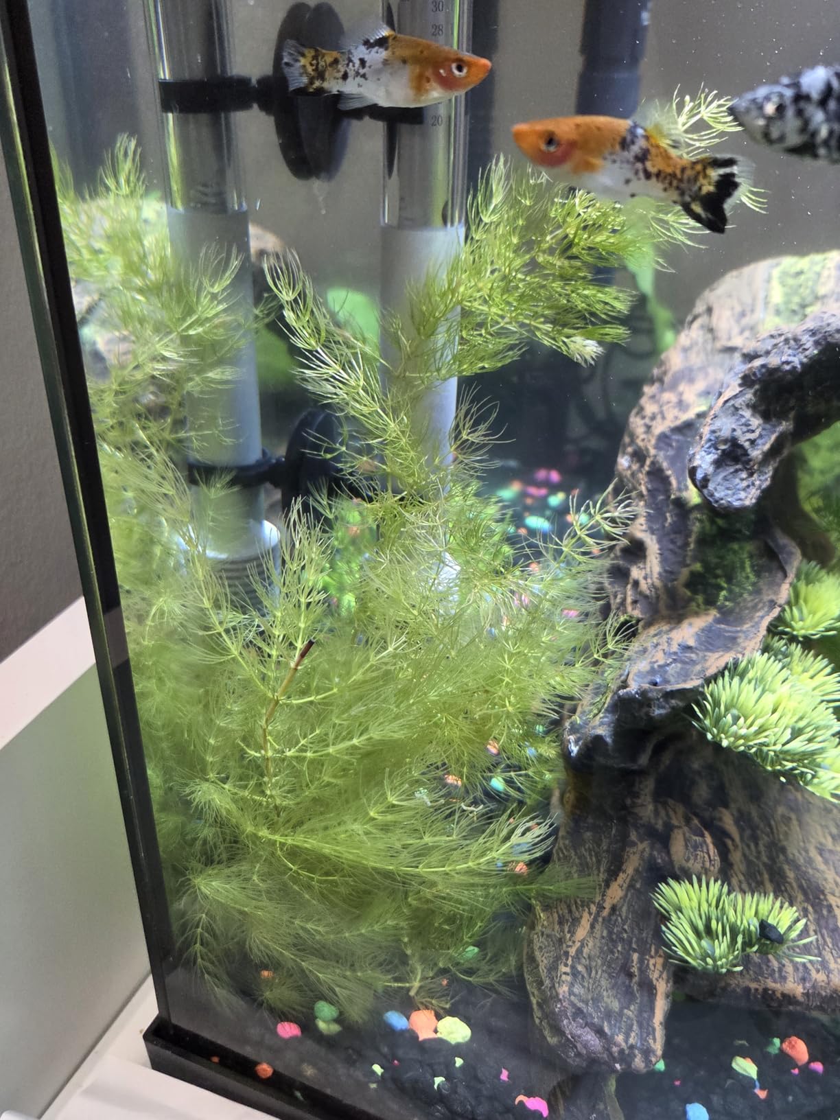 Swimming Creatures Hornwort - X-Large Bunch (1 Pack) | Ceratophyllum demersum Freshwater Aquarium Plant customer photo 1