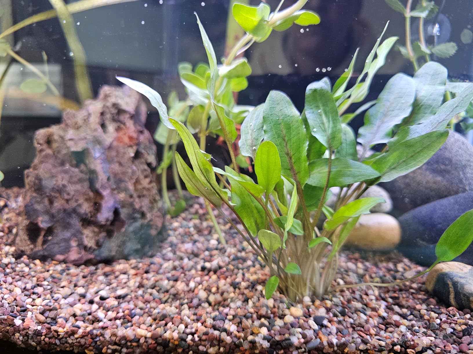 Marcus Fish Tanks - 3X Cryptocoryne Wendtii Green Pots Crypt Wendtii Easy Live Aquarium Plants customer photo 1