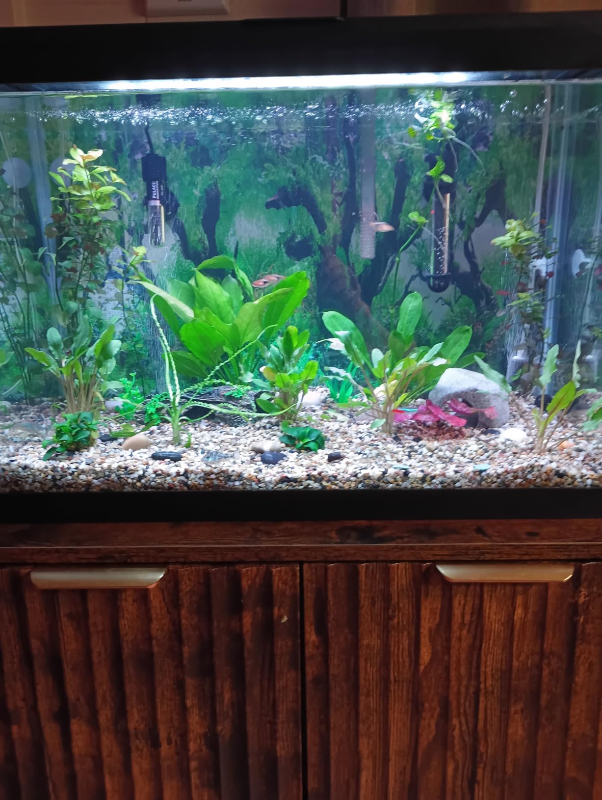 Marcus Fish Tanks - 3X Cryptocoryne Wendtii Green Pots Crypt Wendtii Easy Live Aquarium Plants customer photo 2
