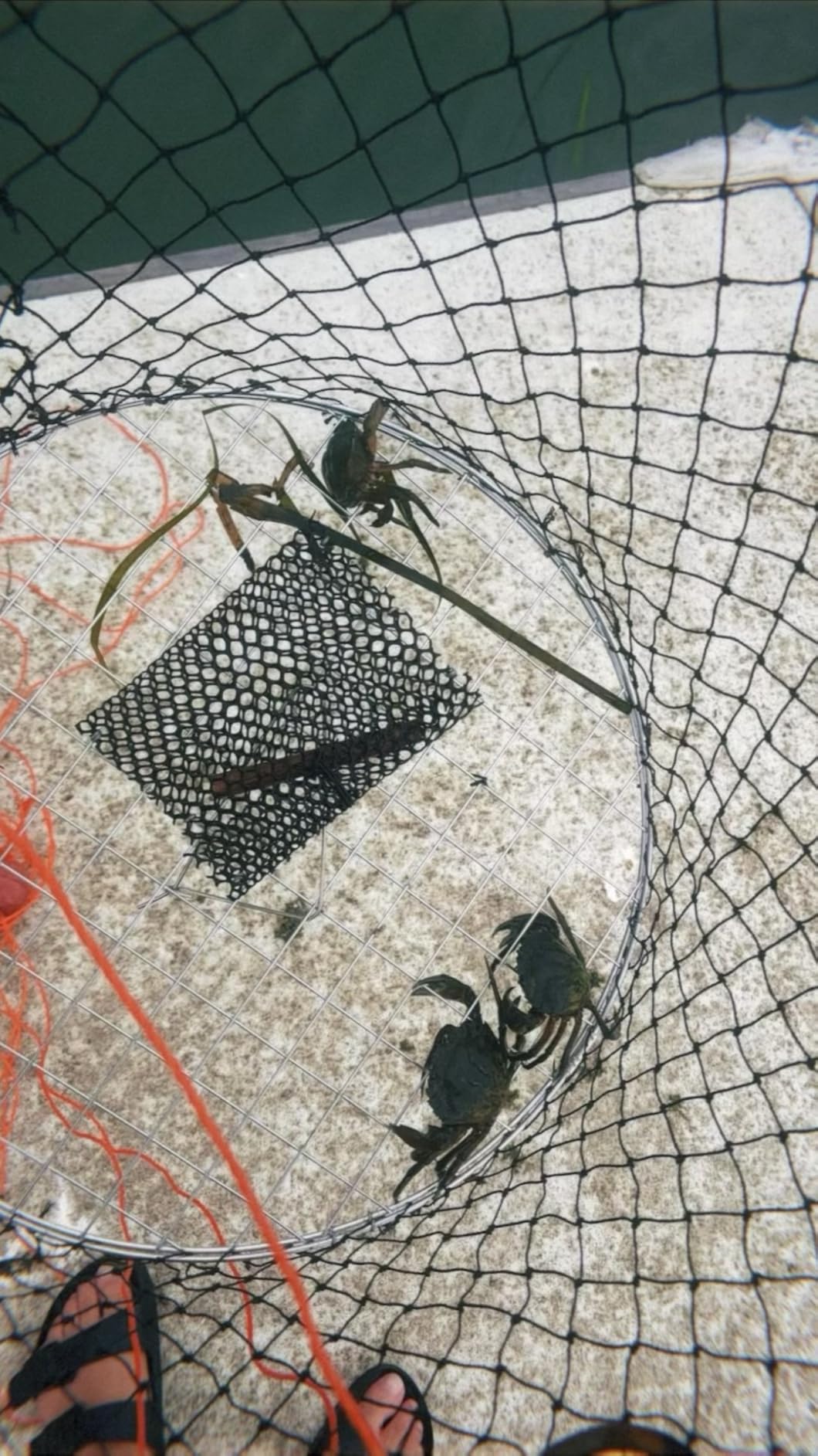 Double Ring Crab Trap - Steel Ring Crab Net, 24