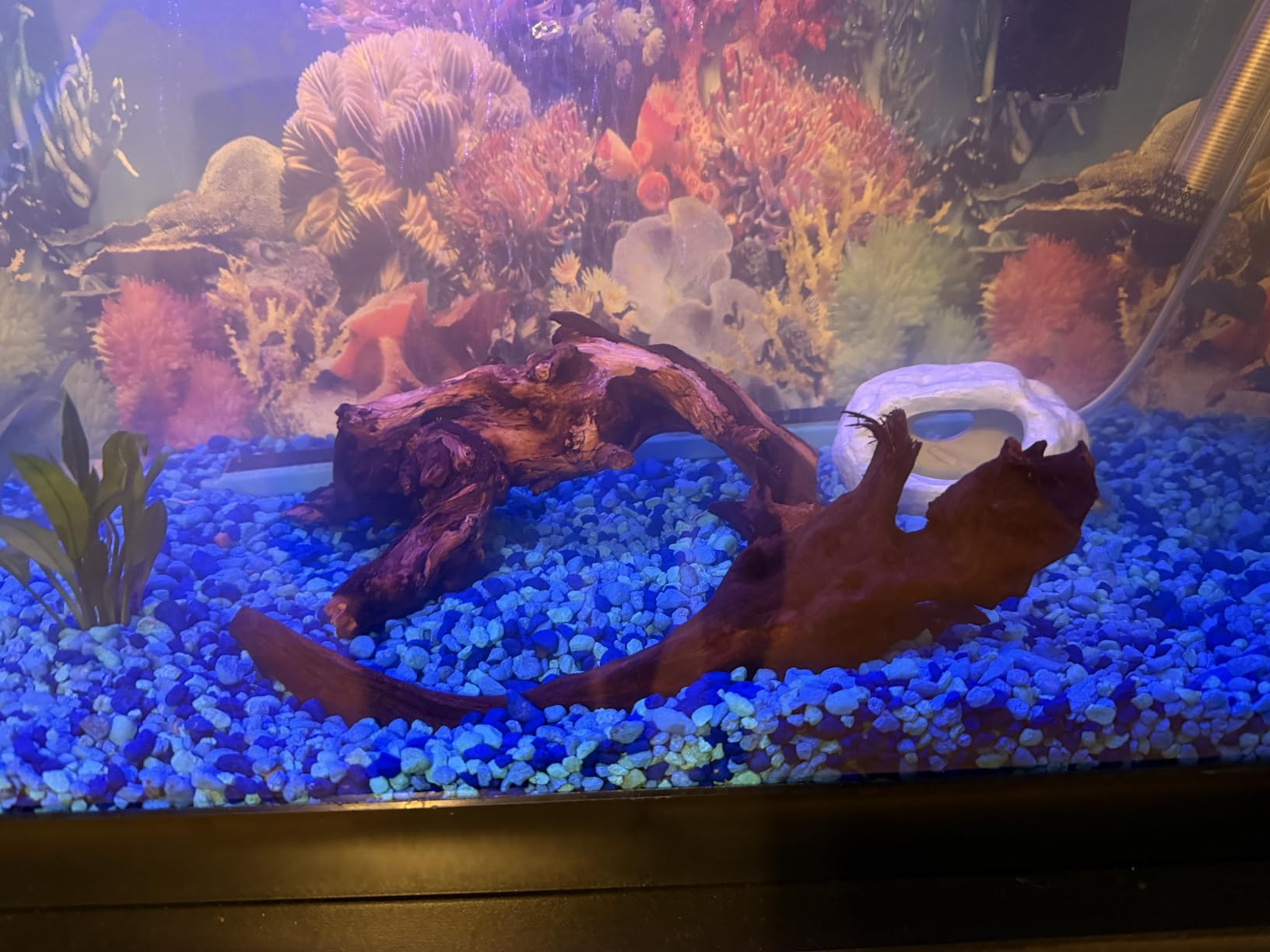 Jorewood Natural Small Aquarium Driftwood for Fish Tanks & Reptile Terrariums - 100% Safe Fish Tank Decorations, Unique Twisted Branches 5-Piece 4-8 Inch Low Tannin customer photo 1