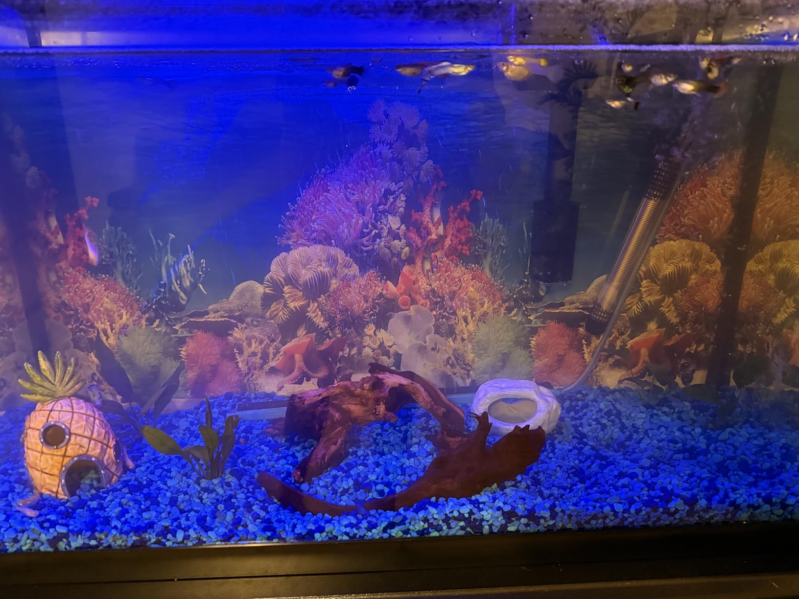 Jorewood Natural Small Aquarium Driftwood for Fish Tanks & Reptile Terrariums - 100% Safe Fish Tank Decorations, Unique Twisted Branches 5-Piece 4-8 Inch Low Tannin customer photo 2