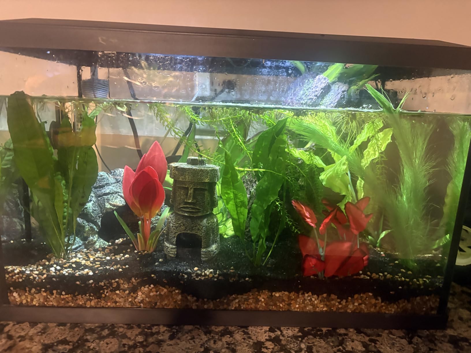 Amazon Frogbit, Limnobium laevigatum, Live Aquarium/Aquatic/Freshwater/Floating/Pond Plant/Planted Tank/Aquascaping/Paludarium by Aquarium Plant Center (6 Plants (18+ Leaves)) customer photo 1