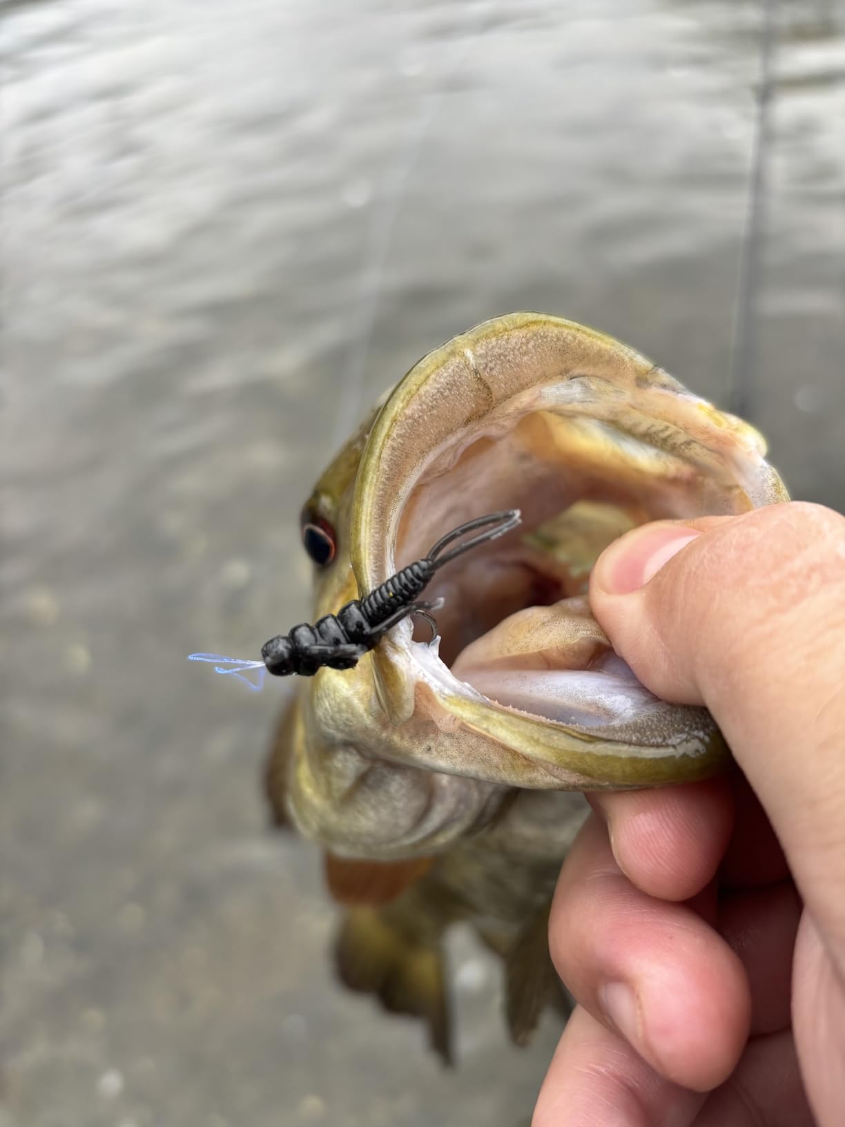 PA Lures Black Soft Plastic Stonefly - 20 Pack customer photo 1