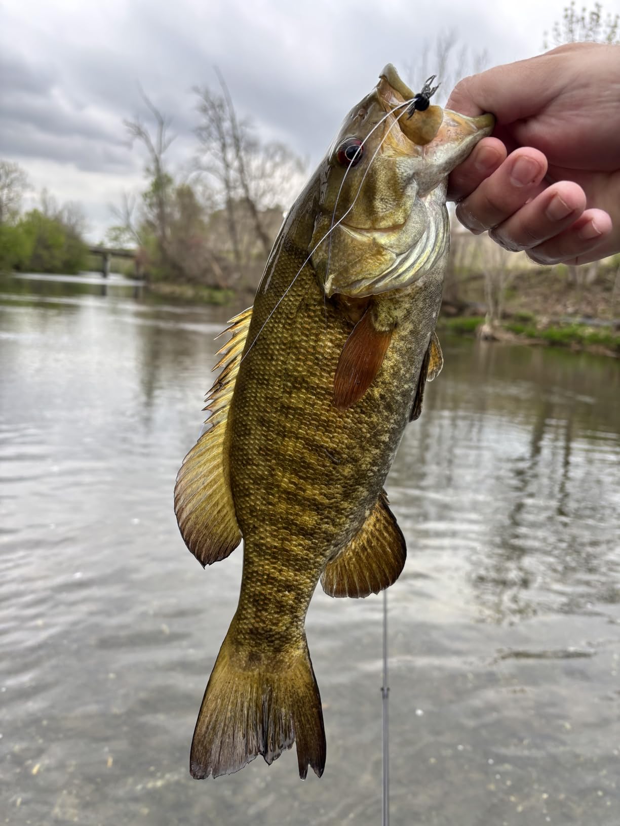 PA Lures Black Soft Plastic Stonefly - 20 Pack customer photo 2