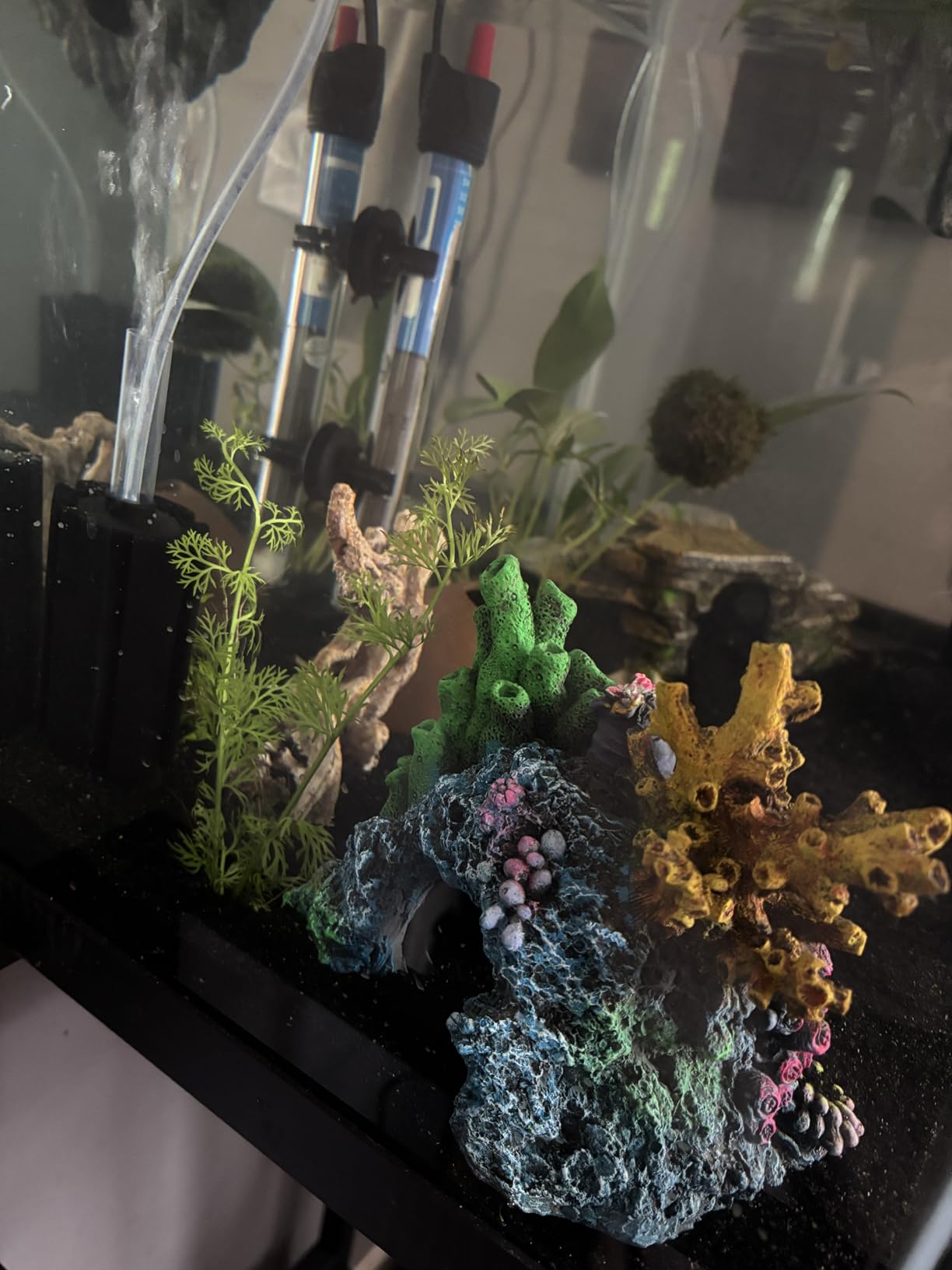 x1 Water Sprite Lace Leaf Live Aquarium Plant customer photo 1