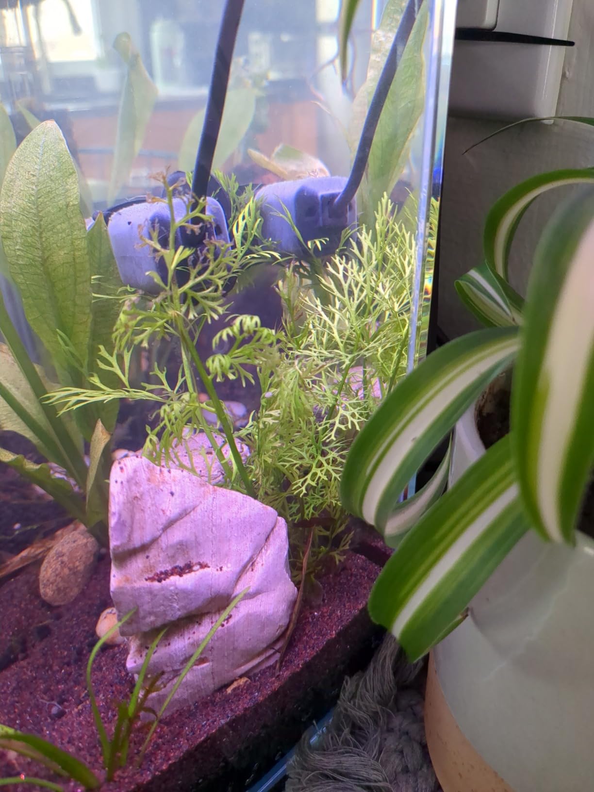 x1 Water Sprite Lace Leaf Live Aquarium Plant customer photo 2