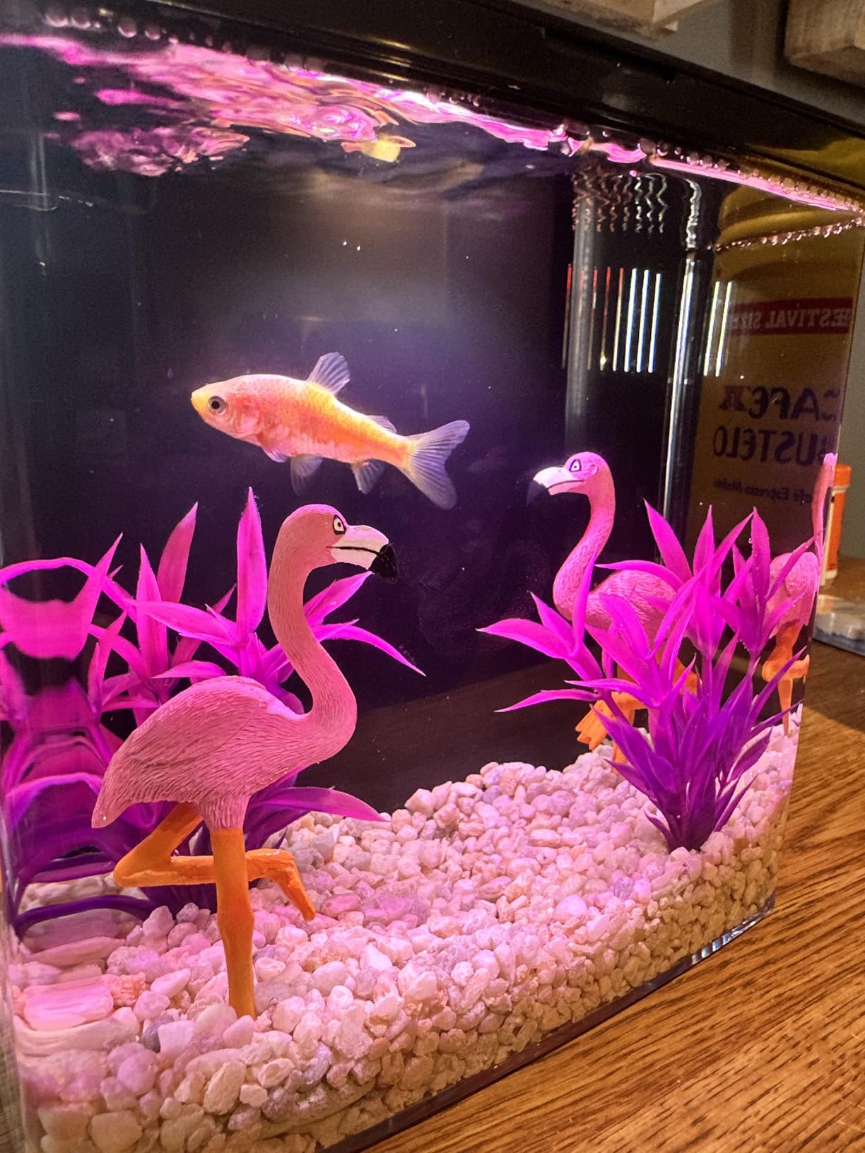 Desktop Fish Tank, 1.2 Gallon Self-Cleaning Smart Aquarium with Filter & 5-Color LED Light, Auto-Cycling Quiet Pump for Betta, Shrimp, Guppy, Goldfish customer photo 1