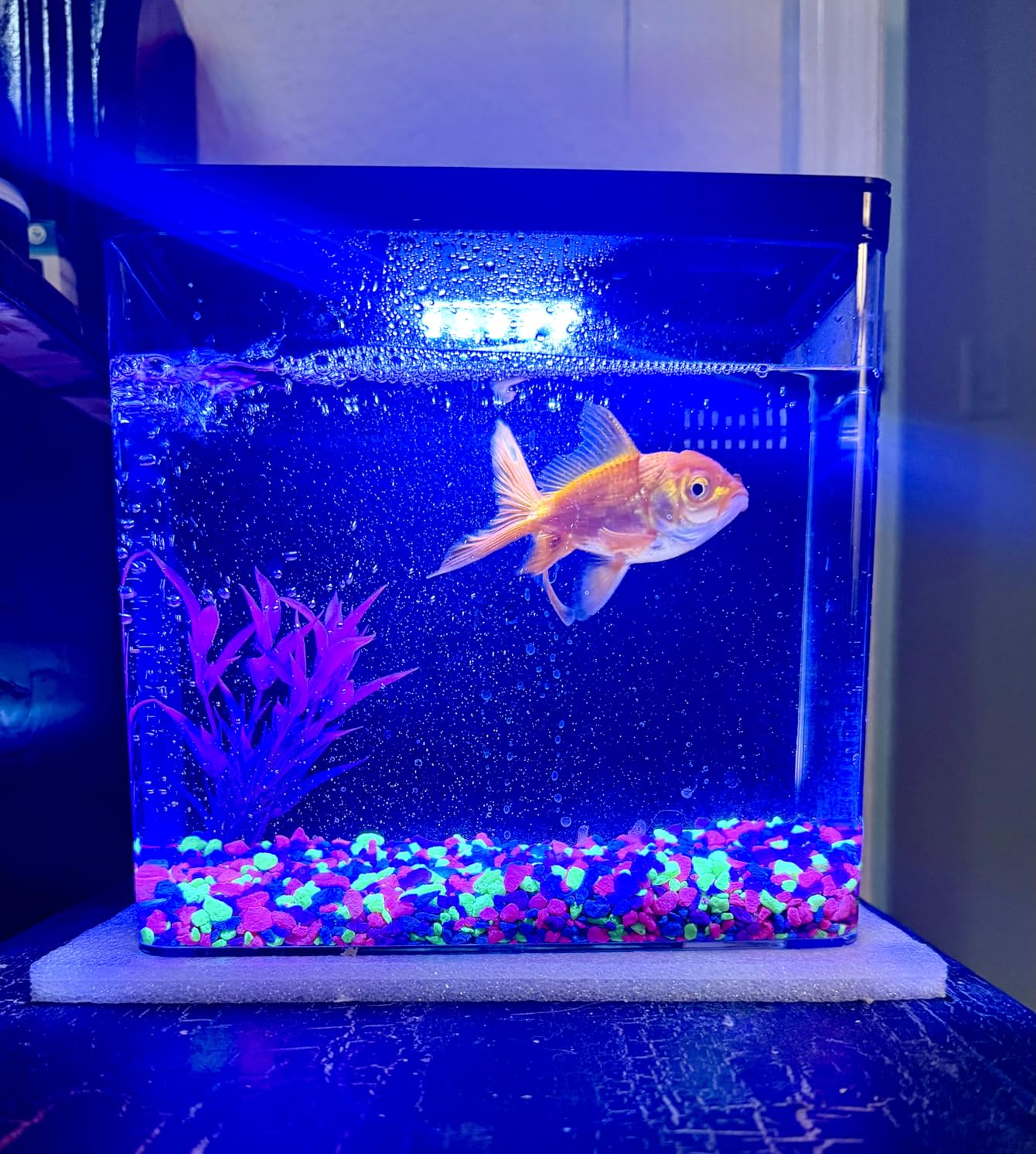 Desktop Fish Tank, 1.2 Gallon Self-Cleaning Smart Aquarium with Filter & 5-Color LED Light, Auto-Cycling Quiet Pump for Betta, Shrimp, Guppy, Goldfish customer photo 2