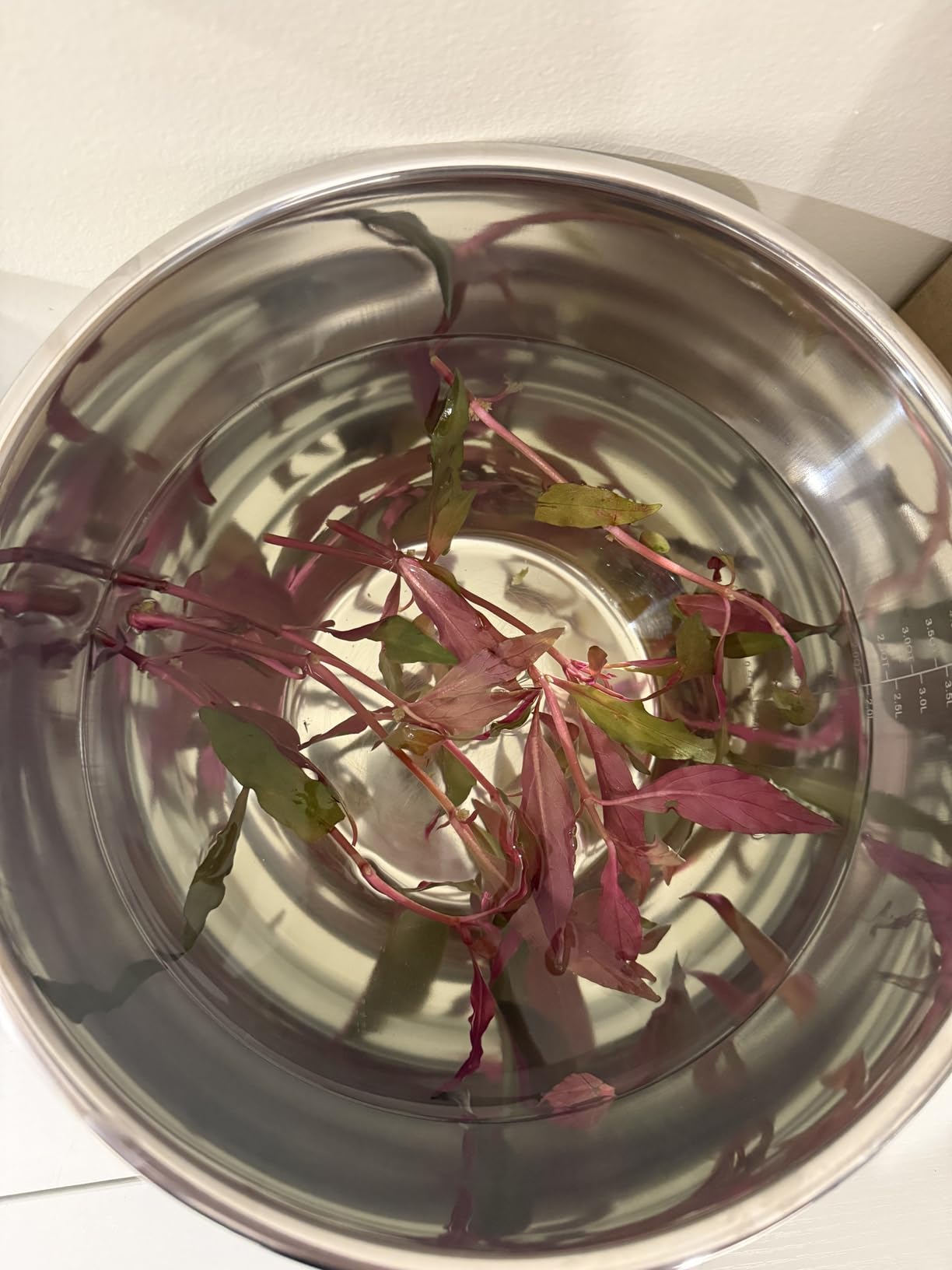 SubstrateSource Live Plants - Mini Rice Paddy Herb (Limnophila aromatica) - Medium to High Light, Green to Reddish-Purple, Midground Accent - Lead Bunch, 1 Pack customer photo 1