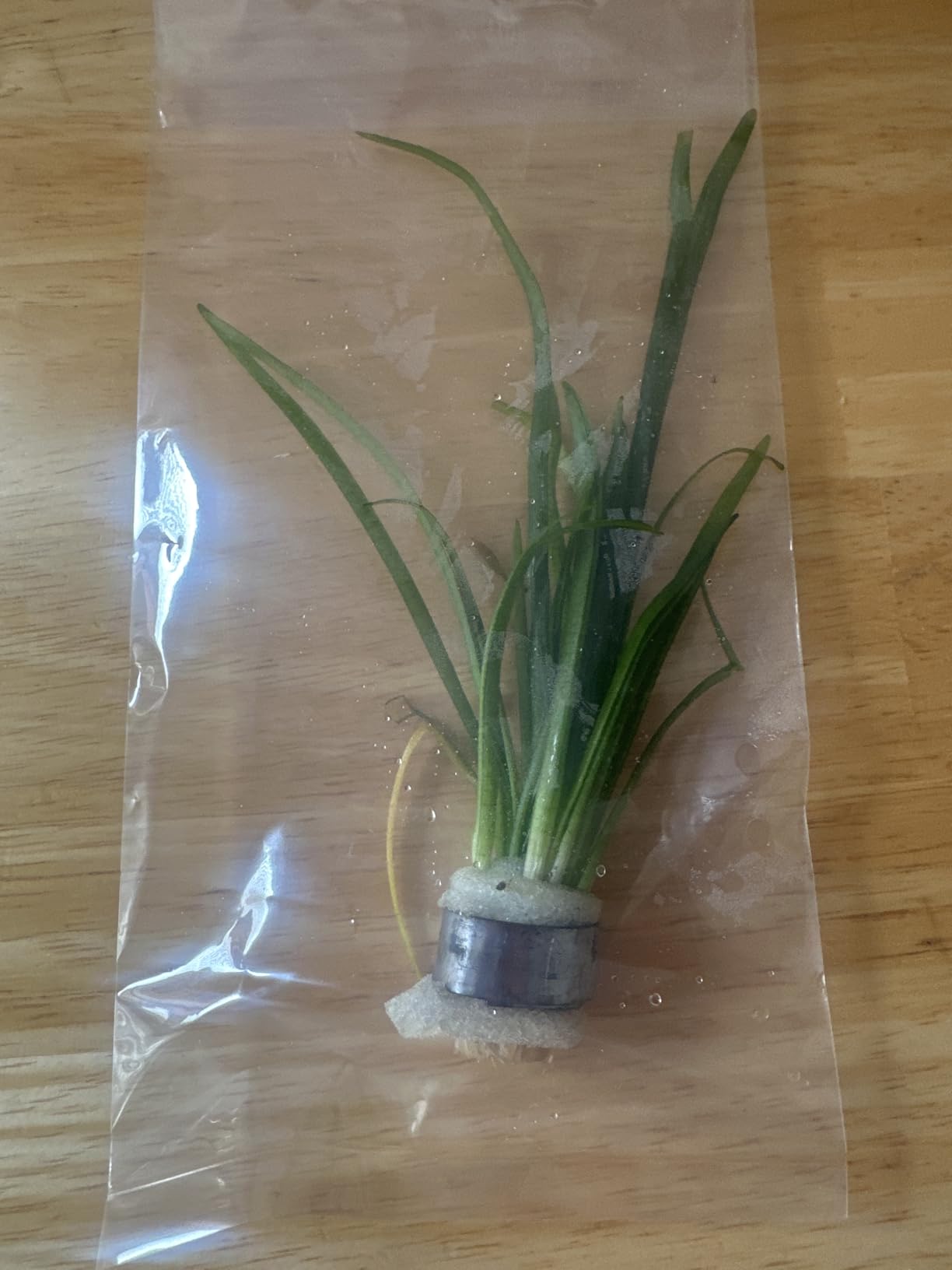 SubstrateSource Live Plants - Mini Rice Paddy Herb (Limnophila aromatica) - Medium to High Light, Green to Reddish-Purple, Midground Accent - Lead Bunch, 1 Pack customer photo 2
