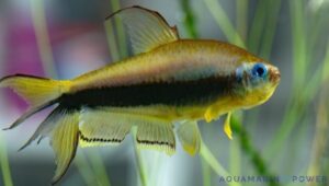 Emperor Tetra 101: Care, Breeding, Lifespan, Diet | %currentyear%