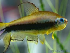 Emperor Tetra 101: Care, Breeding, Lifespan, Diet | %currentyear%