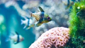 Pajama cardinal Best Guide 101: Appearance, Diet & All |2026