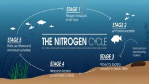 How To Cycle A Fish Tank: Navigating The Nitrogen Cycle|2026