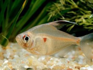 Bleeding Heart Tetra 101: Size, Care, Diet |Updated [cy] |