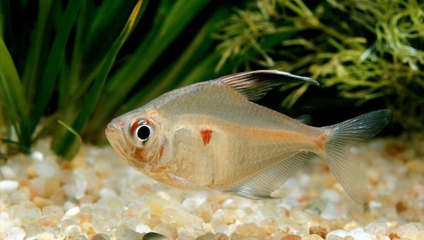 Bleeding Heart Tetra 101: Size, Care, Diet |Updated [cy] |