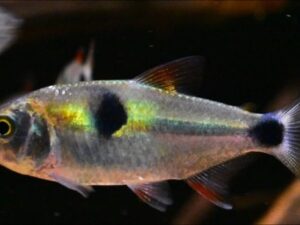 Bucktooth Tetra 101: Care, Diet, Habitat, Look & More | [cy]