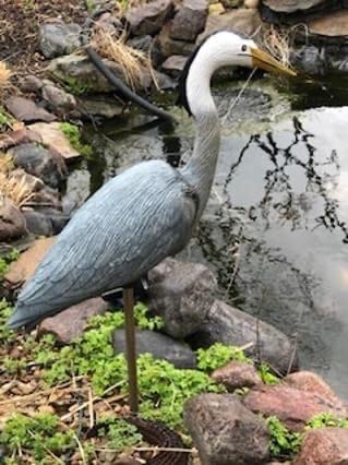 Flambeau Outdoors Great Blue Heron Confidence Decoy with Metal Stake 1 Pack | Relaxed heron tells passing waterfowl the water is safe. Full-body, high-definition paint, durable metal stake customer photo 2