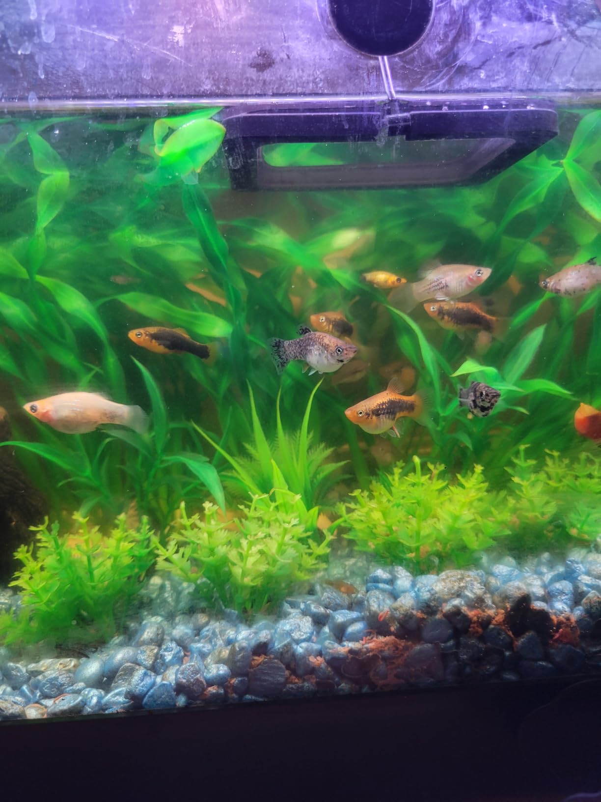 API Stress Coat Aquarium Water Conditioner 16-Ounce Bottle customer photo 1