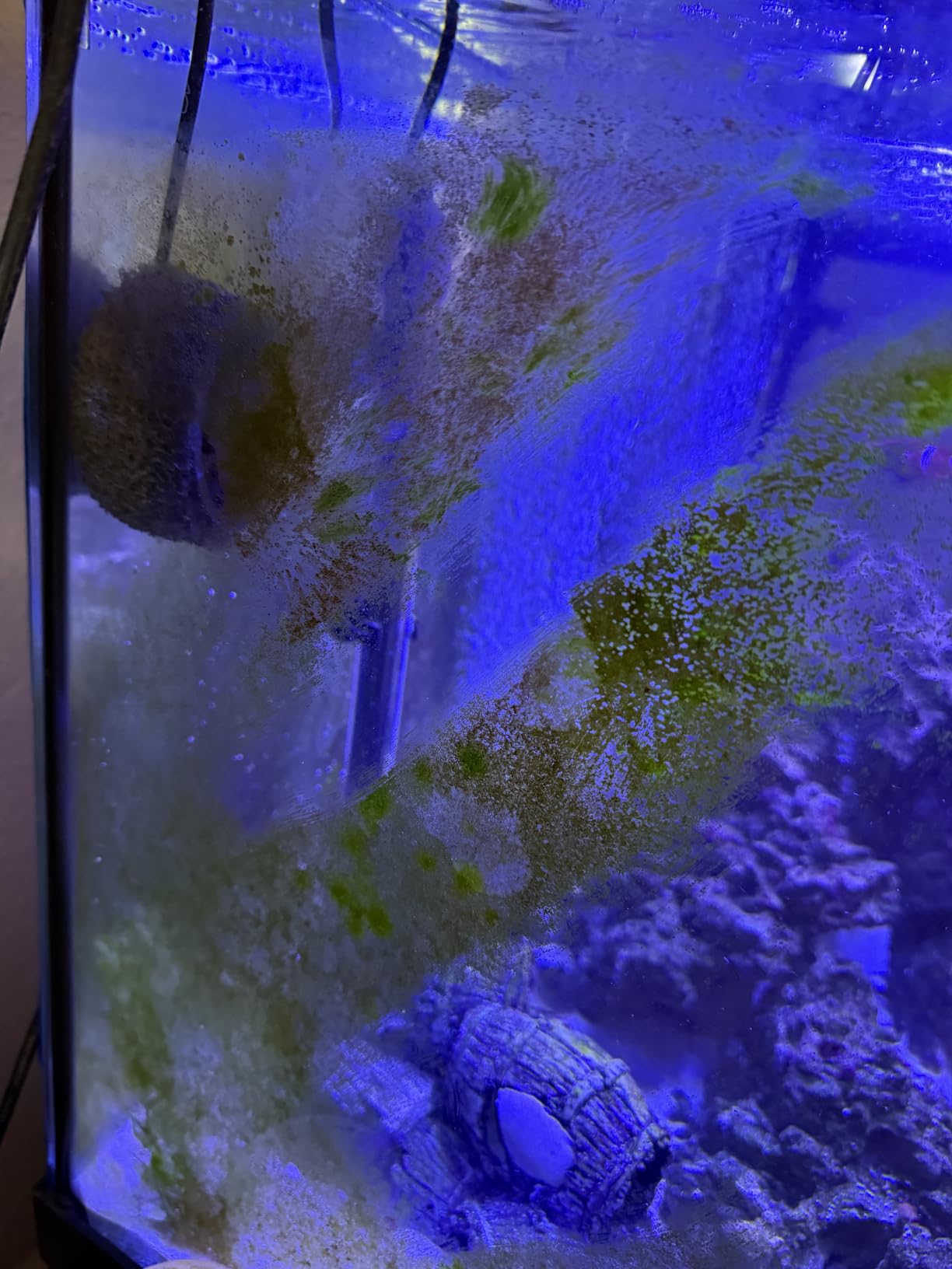API ALGAE SCRAPER For Glass Aquariums 1-Count Container customer photo 1