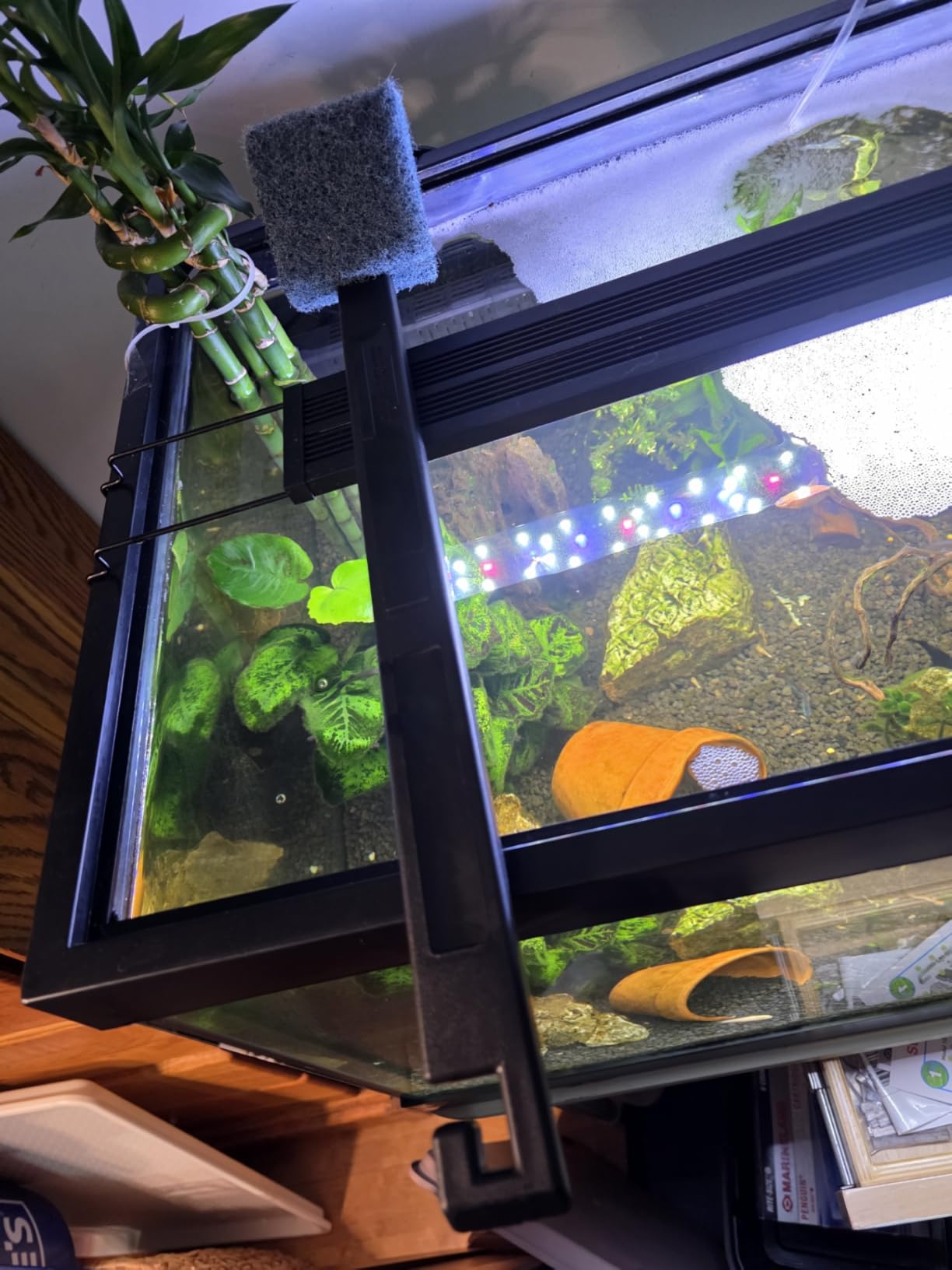 API ALGAE SCRAPER For Glass Aquariums 1-Count Container customer photo 2