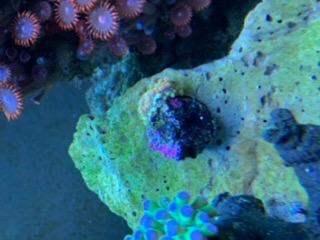 Seachem Reef Complete 500ml customer photo 1