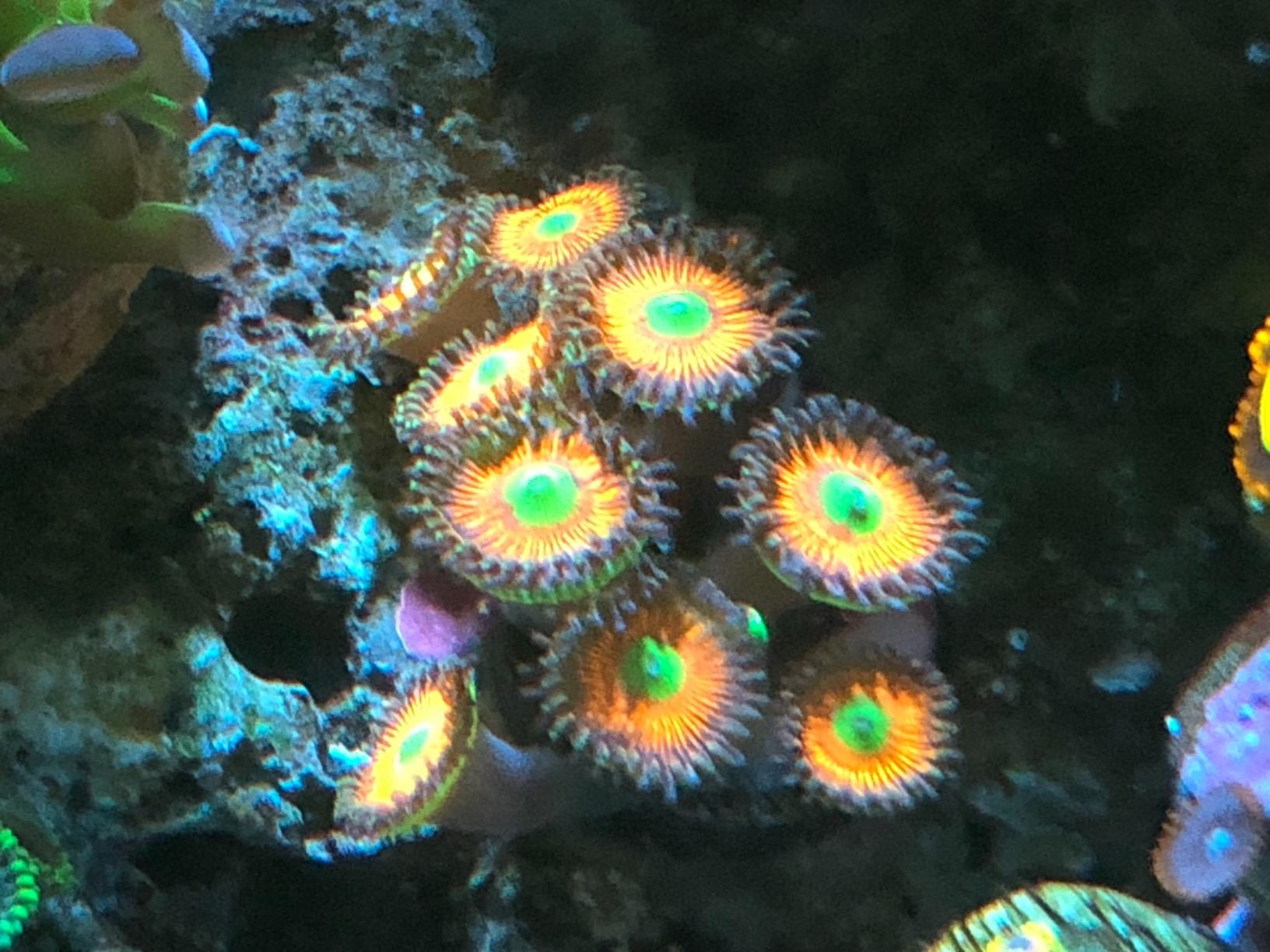 Seachem Reef Complete 500ml customer photo 2