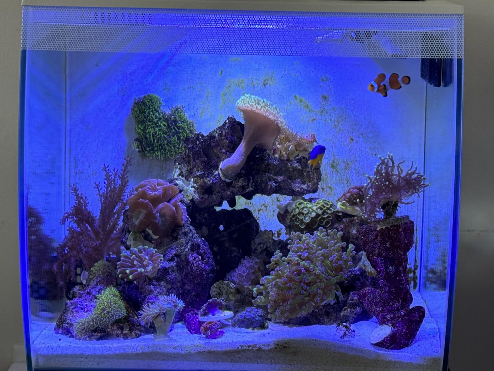 Seachem Reef Plus 500ml customer photo 2