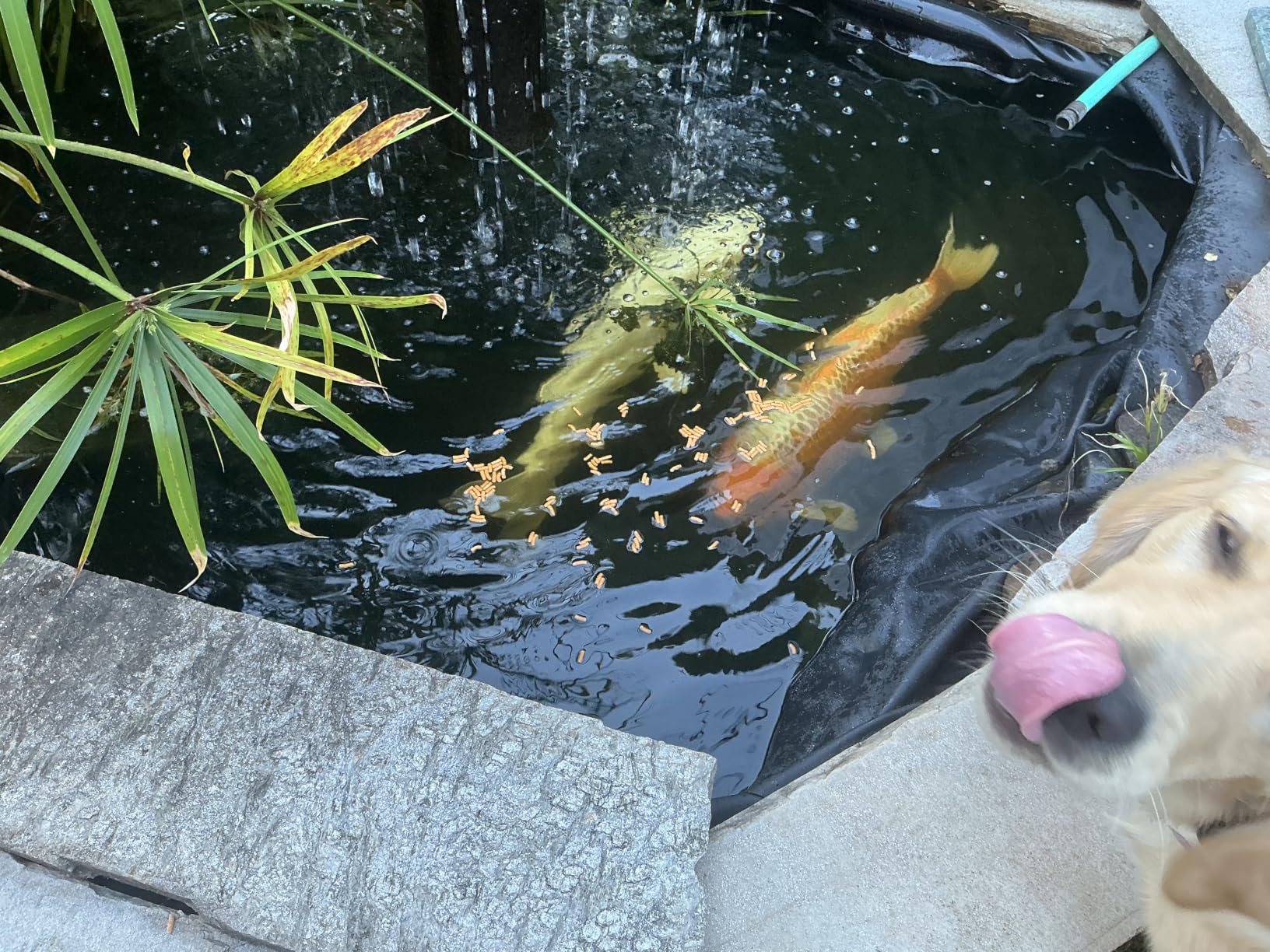 Tetra Pond Koi Vibrance Soft Sticks, Floating Pond Fish Food, 2.42 lbs customer photo 1
