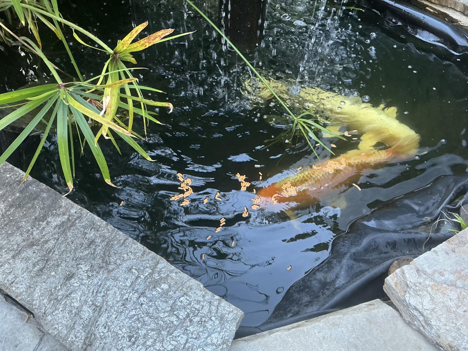 Tetra Pond Koi Vibrance Soft Sticks, Floating Pond Fish Food, 2.42 lbs customer photo 2