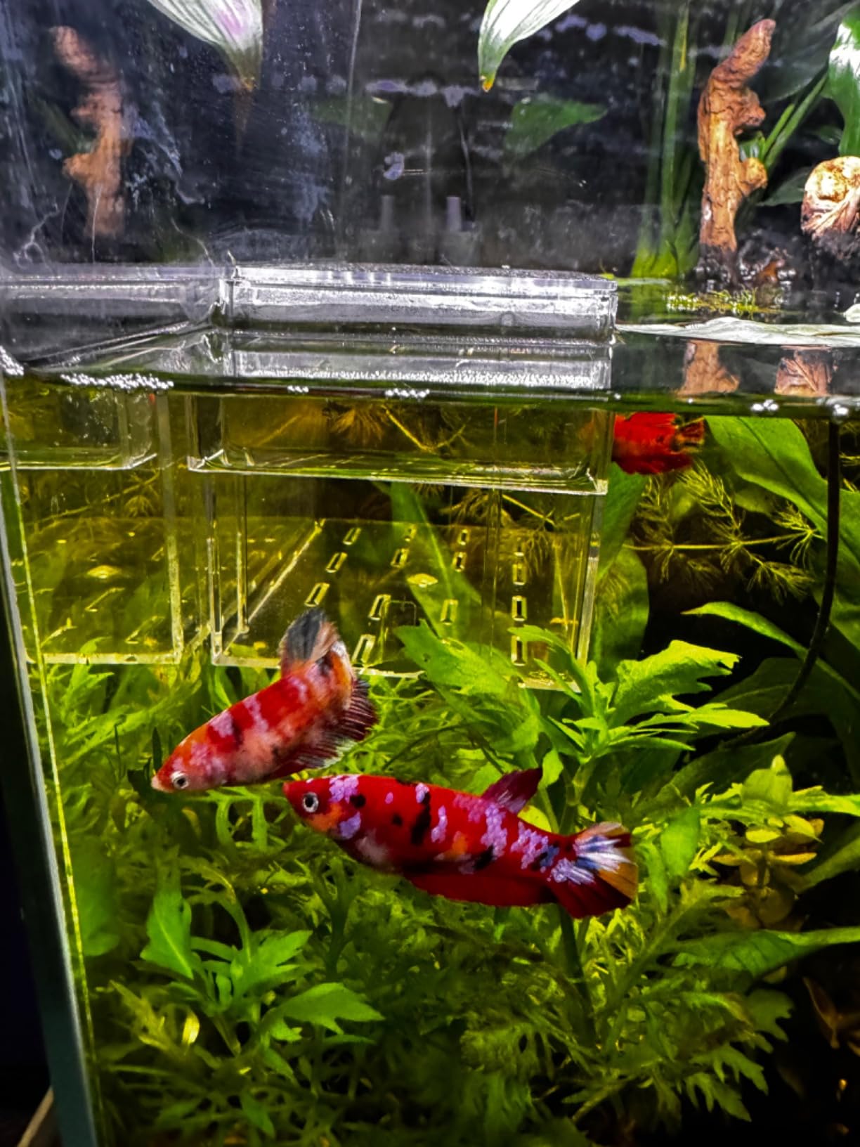 Marina 3-in-1 Floating Breeding Trap, Fish Breeding Box, 10933 customer photo 1