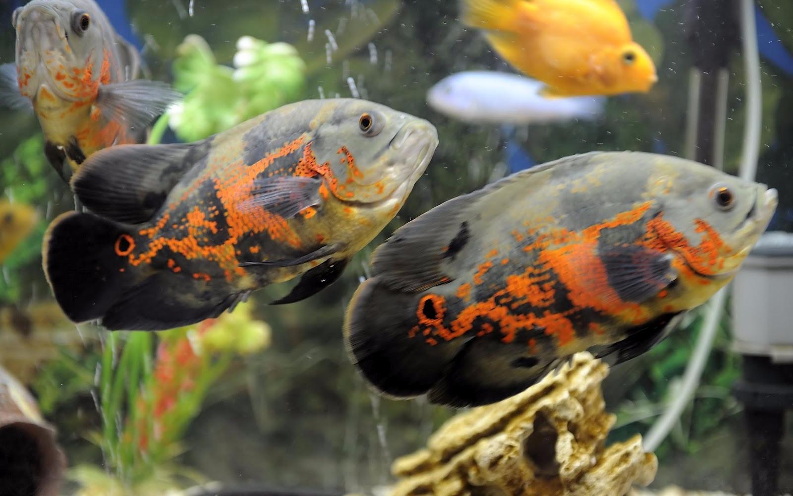 Hikari Cichlid Gold Floating Baby Pellets for Pets, 8.8-Ounce customer photo 1