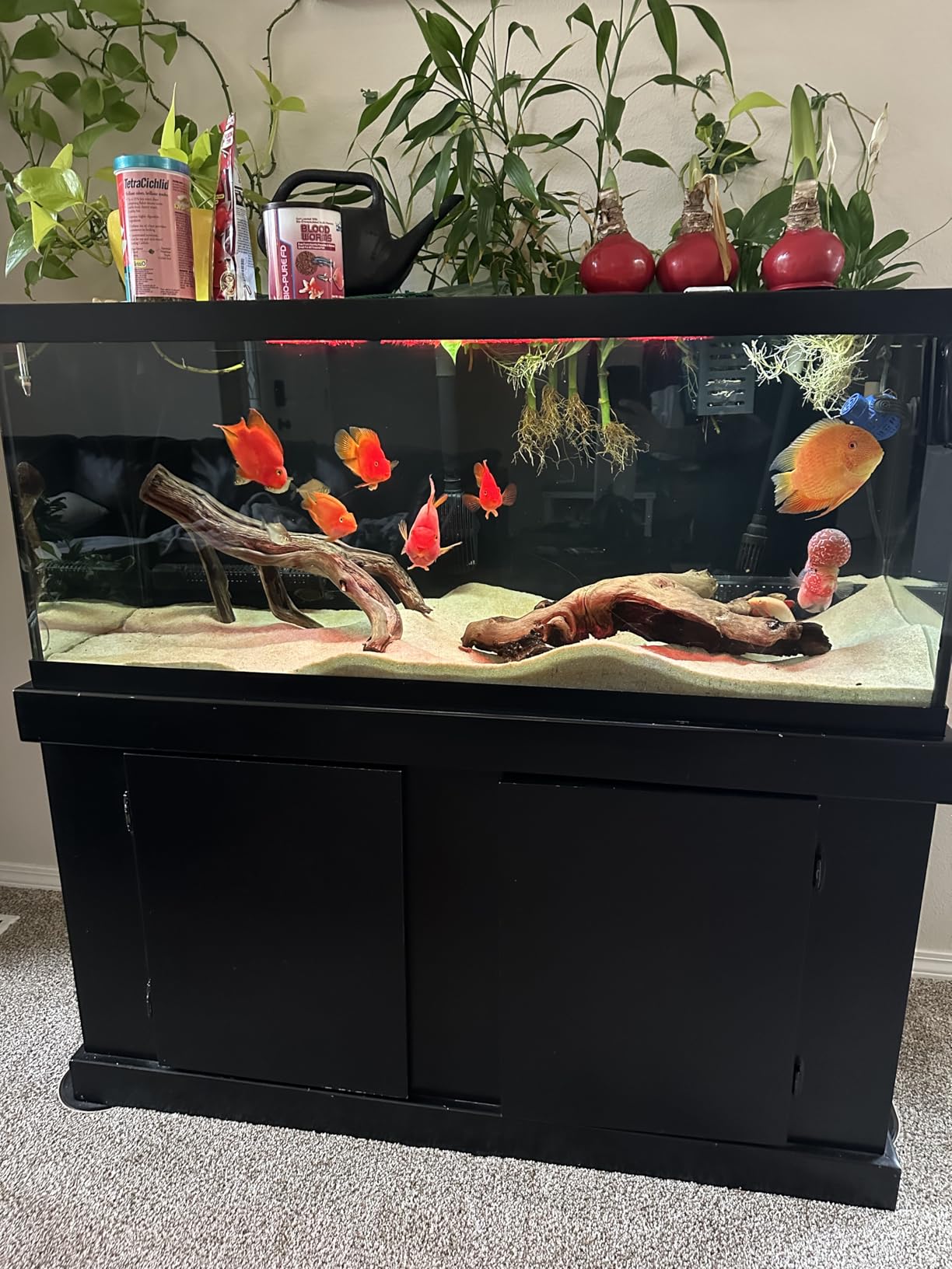 TetraCichlid Cichlid Flakes, Fish Food, Clear Water Advanced Formula, 5.65 Ounces customer photo 1